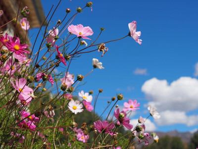 格桑花