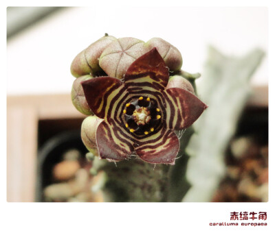 萝藦科，水牛角属，赤缟牛角，caralluma europaea