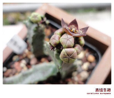 萝藦科，水牛角属，赤缟牛角，caralluma europaea