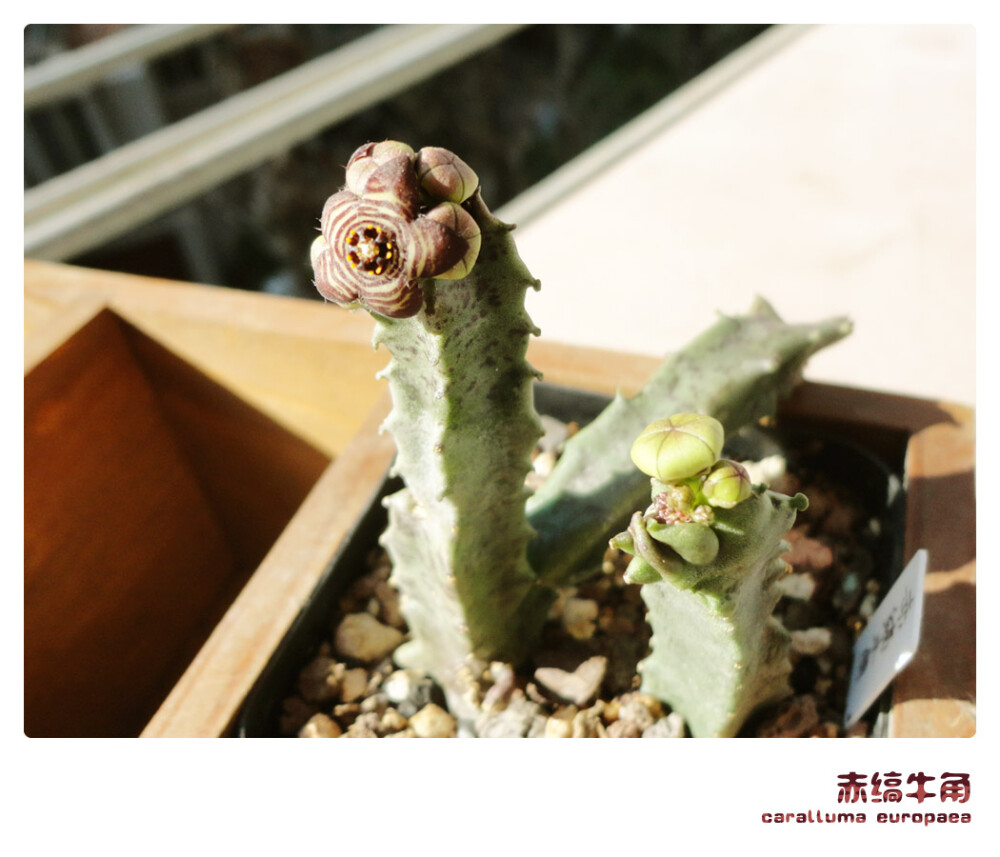 萝藦科，水牛角属，赤缟牛角，caralluma europaea