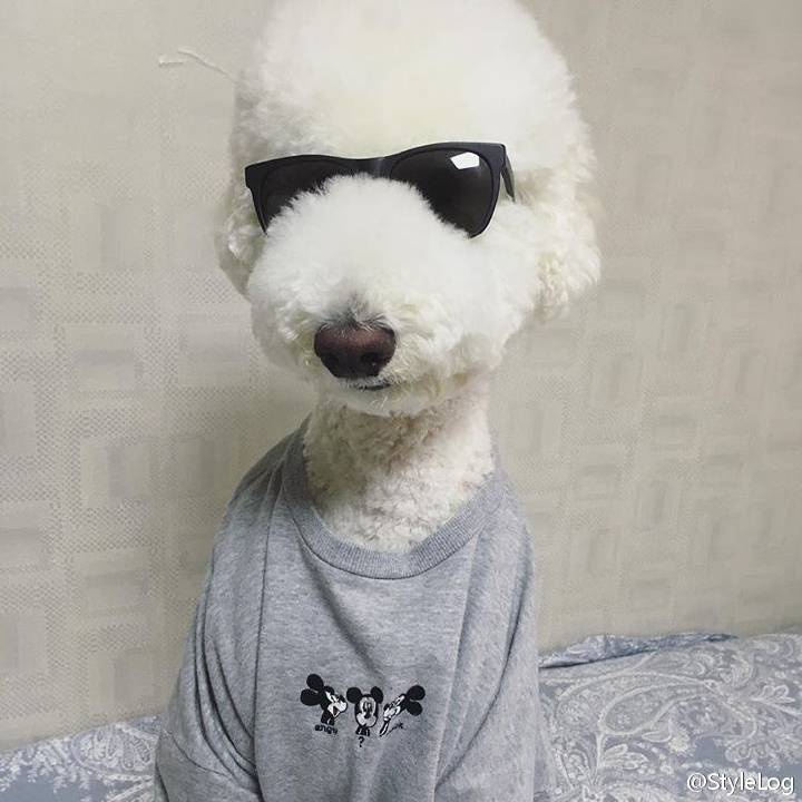 贵宾犬