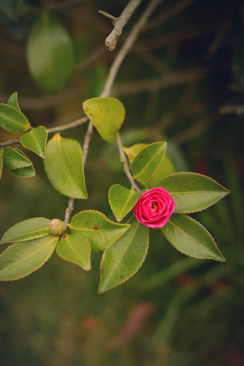 山茶花