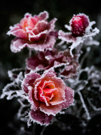 花开花落花无悔，缘来缘去缘如水。
花谢为花开，花飞为花悲。
花悲为花泪，花泪为花碎。
花舞花落泪，花哭花瓣飞。
花开为谁谢，花谢为谁悲。
