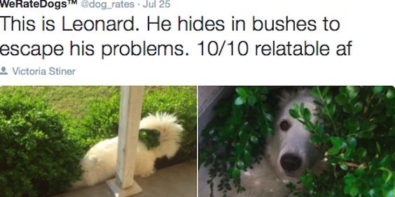 17 Dogs That Will Make You Question If Yours Really Is The Cutest: