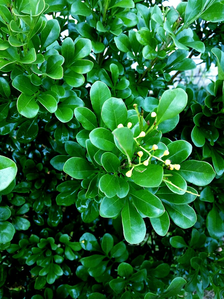 绿绿绿植物的美丽