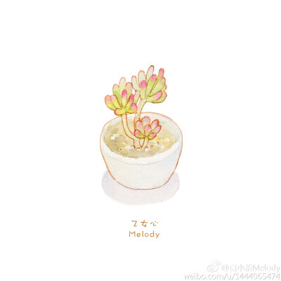 多肉植物 微博@夏小茶Melody