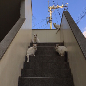 暗黑欣の简单 [手机桌面]  [壁纸] [高清]