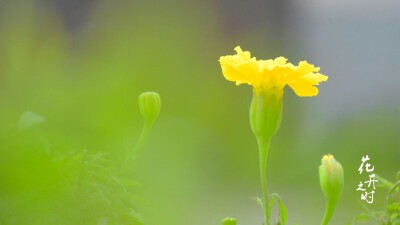 冬日小黄花，生机盎然。