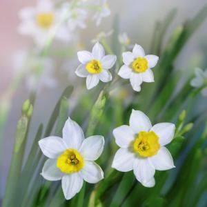 水仙（Narcissus tazetta L. var. chinensis Roem. ）：又名中国水仙，是多花水仙的一个变种。是石蒜科多年生草本植物。水仙的叶由鳞茎顶端绿白色筒状鞘中抽出花茎（俗称箭）再由叶片中抽出。一般每个鳞茎可抽花茎1-…