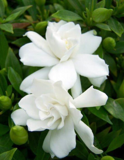 梔子花（學(xué)名：Gardenia jasminoides），又名梔子、黃梔子，龍膽目茜草科。屬茜草科，為常綠灌木，枝葉繁茂，葉色四季常綠，花芳香，為重要的庭院觀賞植物。除觀賞外，其花、果實、葉和根可入藥，有瀉火除煩，清熱利…