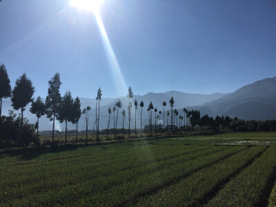 喜欢看落叶掉到枯草上的情景,红的叶片,黄的草茎,很鲜明的美丽,看着它们,会想起夕阳一轮西下,缓缓下坠时那种有些凄凉的辉煌,会想起石阶上风烛残年的白发老人携手而行,从容安然的那一抹温馨,那一些些的感动.