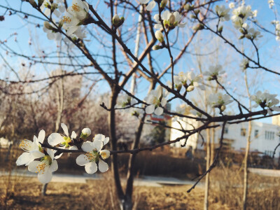 桃花開了的時(shí)候