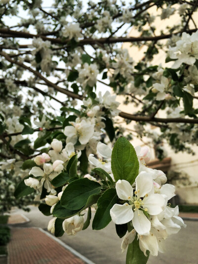 這是什么花來的