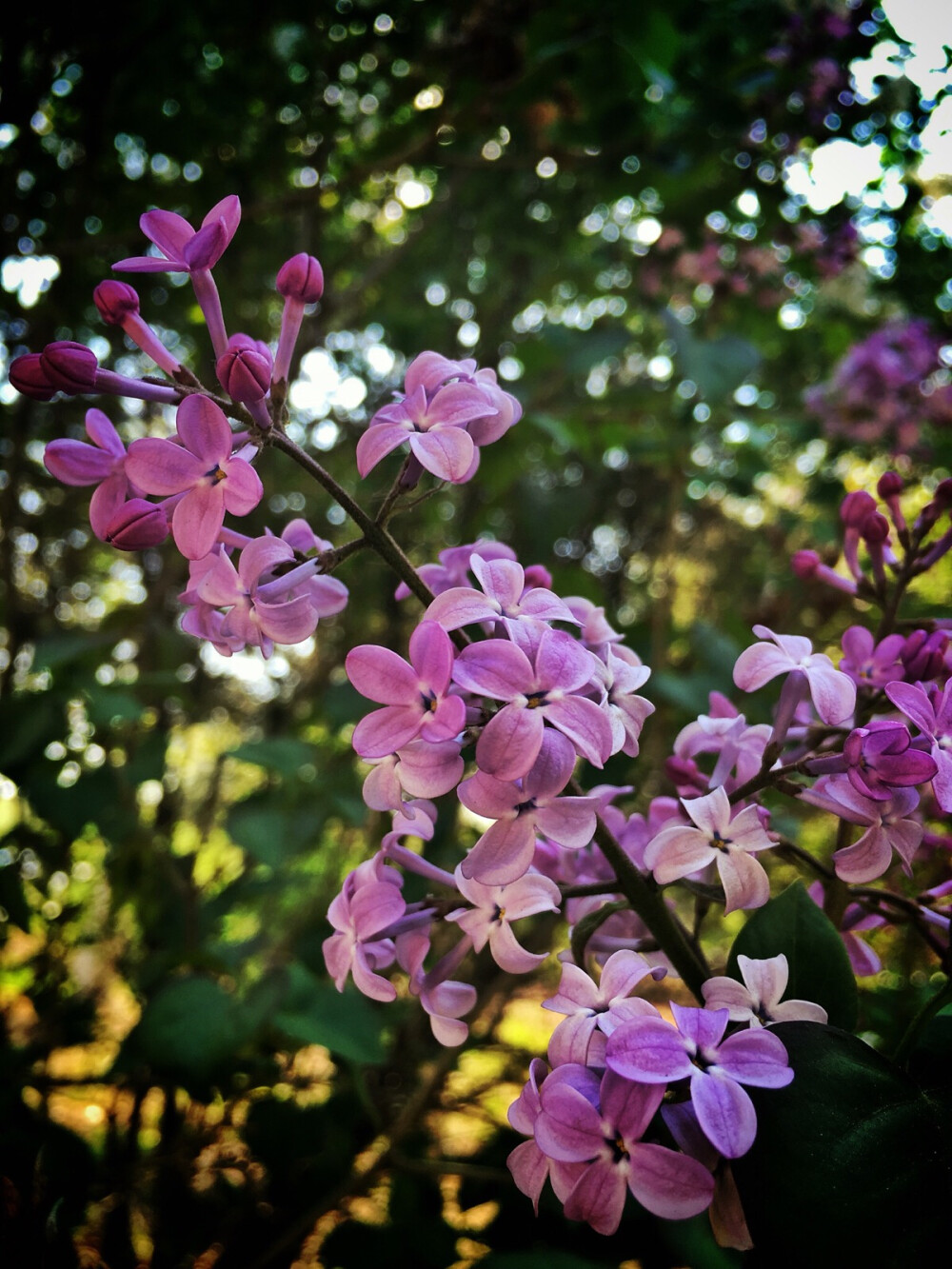 丁香花我們哈爾濱的市花呢