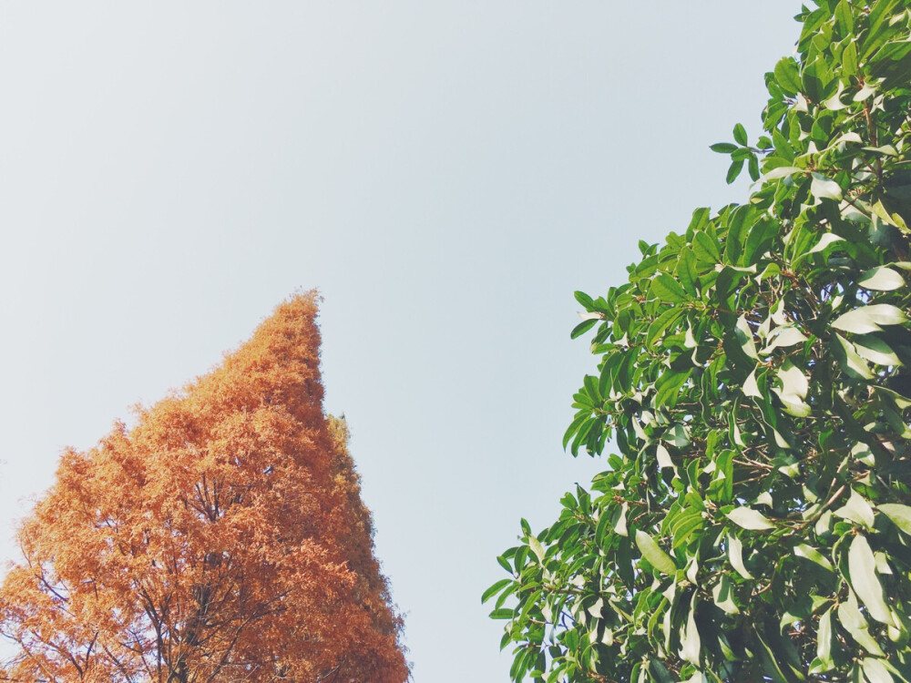 下午 阳光正好 虽然你不是鲜衣怒马的白衣少年 却依然是我青春里不可磨灭的光。