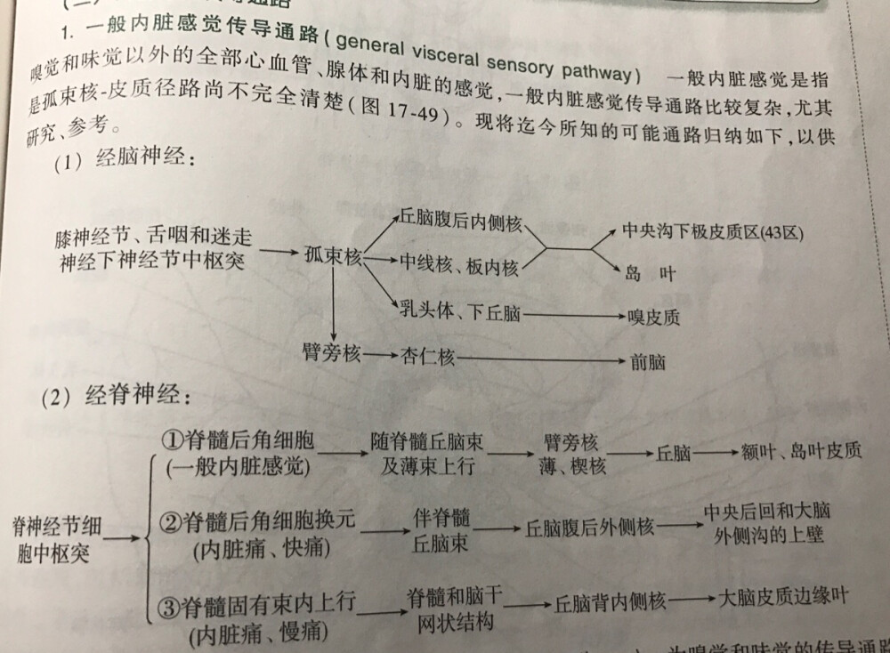 一般内脏感觉传导通路