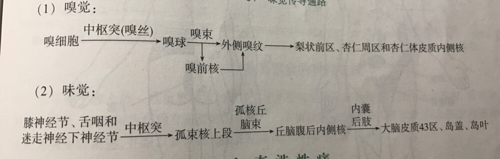 特殊内脏感觉传导通路