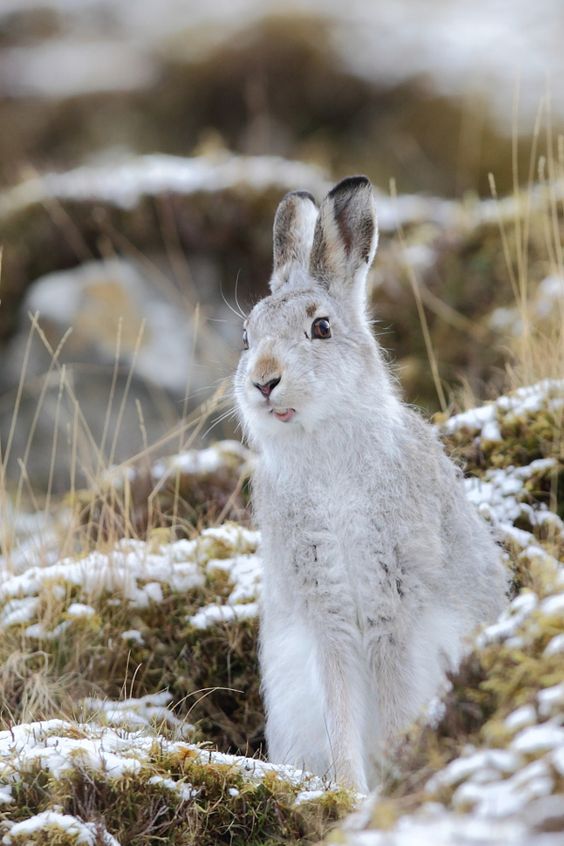 Mountain Hare 严肃地卖萌=￣ω￣=