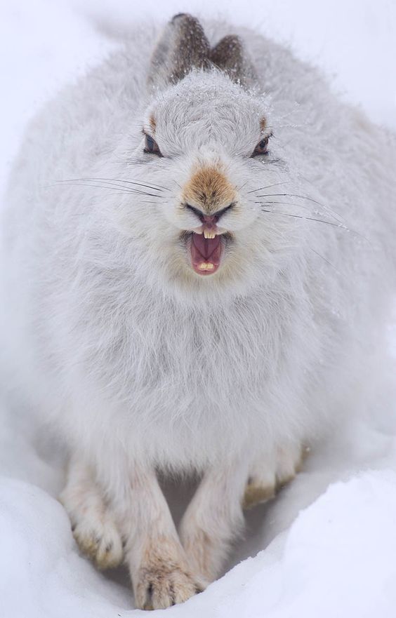 Mountain Hare 严肃地卖萌=￣ω￣=