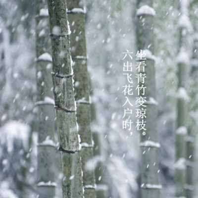 大雪：六出飞花入户时，坐看青竹变琼枝。