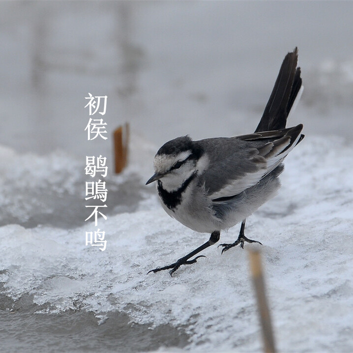 大雪：一侯鹖鴠不鸣