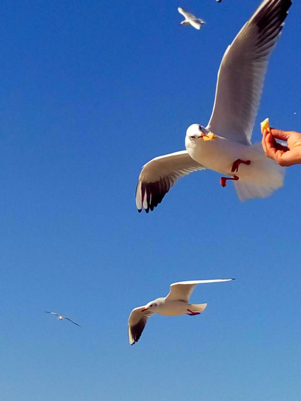 昆明海埂公园的海鸥