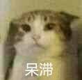 猫咪表情包