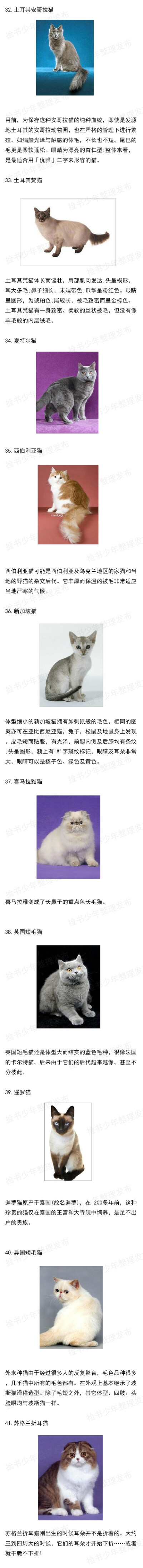 猫咪品种大全及养猫必备知识！