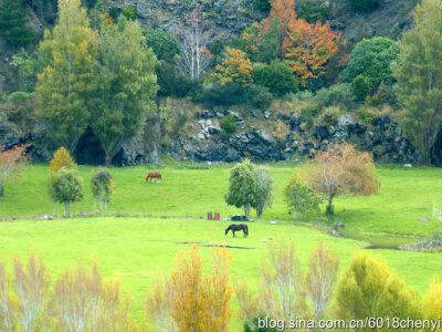 NZ