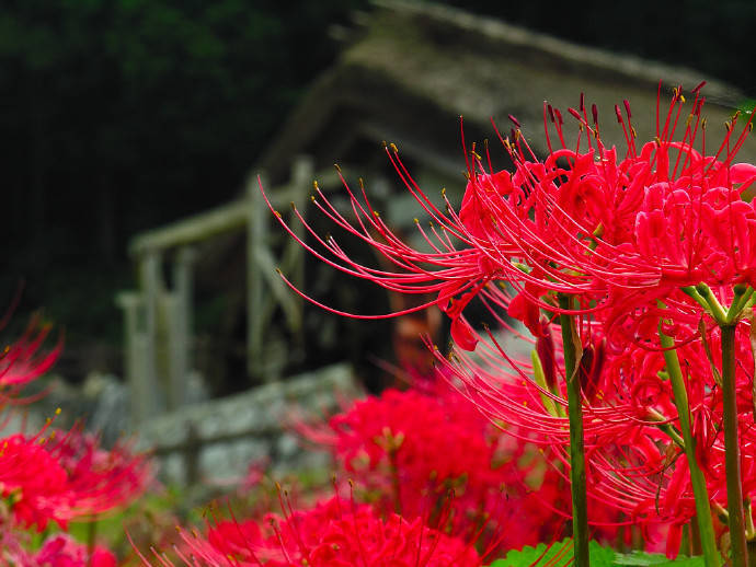 【彼岸花--曼珠沙华】“彼岸花，开一千年，落一千年，花叶永不相见。情不为因果，缘注定生死。”