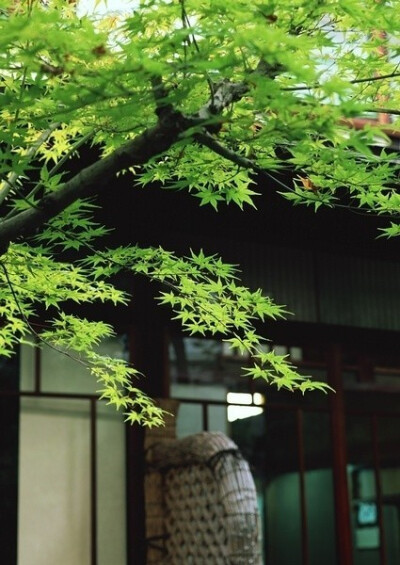 沏一壶菊香，看茶烟起千朵，缓缓溶入时光的漩涡，流年里映一波，月色荡漾。谁曾牵着白马，路过这江南的小巷，在细雨呢喃的夜里，把相思种在，惆怅的风中。#国史古风#