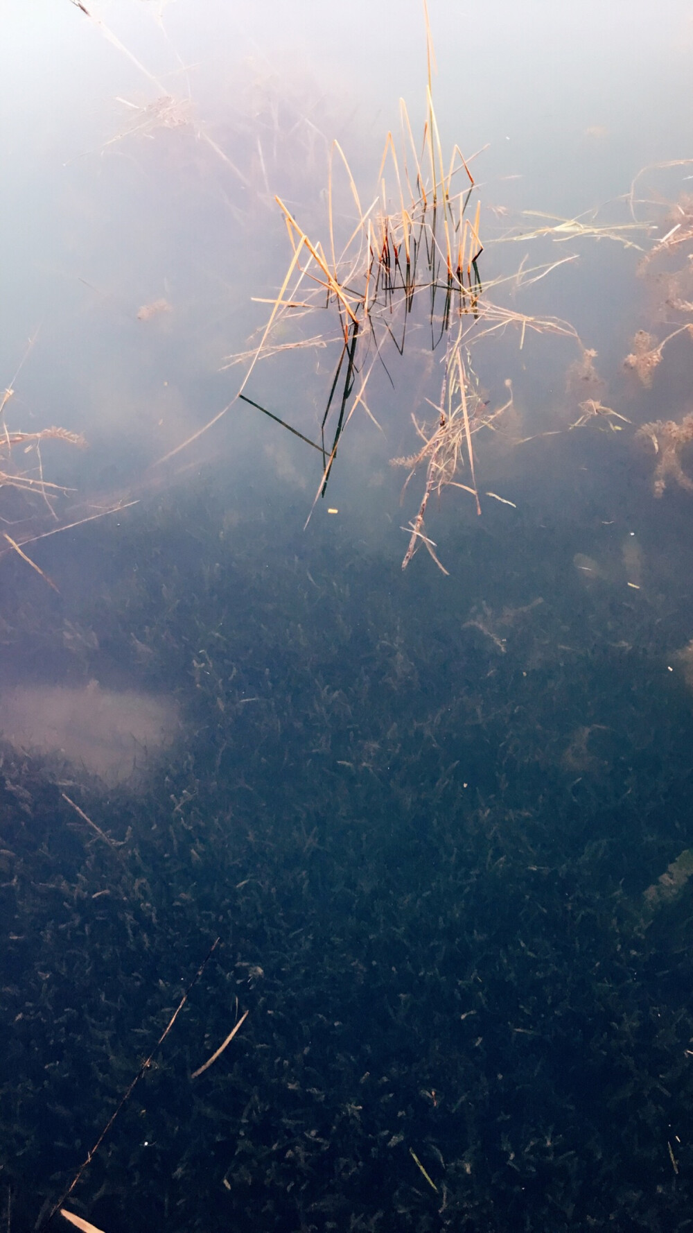 水草