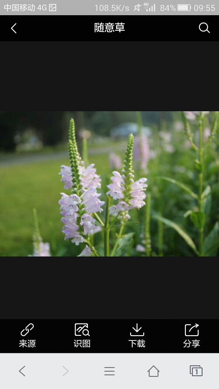 随意草（芝麻草）