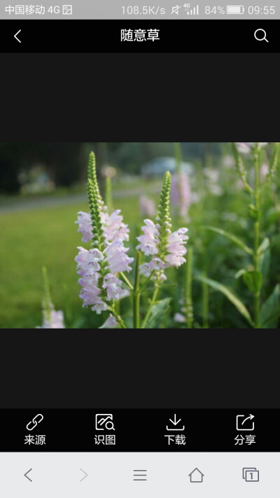 隨意草（芝麻草）