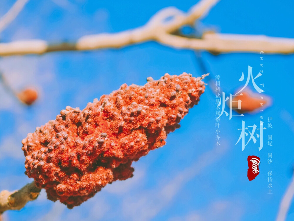 火炬树 Rhus Typhina 摄于大连