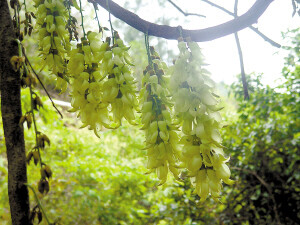 禾雀花藤Mucuna birdwoodiana.又名白花油麻藤、花汕麻藤、雀儿花。 是国家二类保护植物。 由于禾雀花四季常青，每逢清明节前后繁花似锦，吊挂成串犹 如禾雀花飞舞，颇具观赏价值。花期3-5月，果期6-11月。