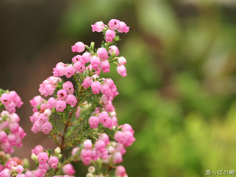 欧石南（学名：Erica）是指杜鹃花科欧石南属的植物。全球大约有七百多种的欧石南，当中大部分都产自南非，被称为“南非特有种的皇后”；另外尚有七十多个物种大致分布于非洲其它地域、地中海地区及欧洲地区。欧石南也是12月6，12，19，22，26日的诞生花。图中显示的“圣诞欧石南（Erica canaliculata）”，因为形态像日本的著名图案“蛇の目”（常见于家纹、和伞等），因此在日本有“蛇眼石南花”的称号。