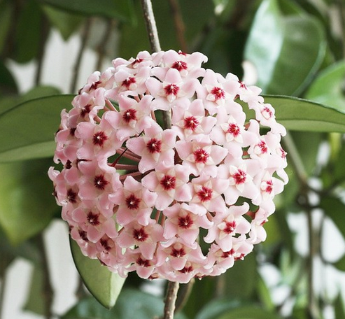 球兰（拉丁学名：Hoya carnosa（L.f.）R. Br），又名：马骝解、狗舌藤、铁脚板等，属捩花目萝藦科球兰属植物。攀援灌木，附生于树上或石上，茎节上生气根。分布于云南、广西、广东、台湾；热带及亚热带其他地区也有栽培或野生。生平原，林中或栽培。全株药用，治肺炎等。