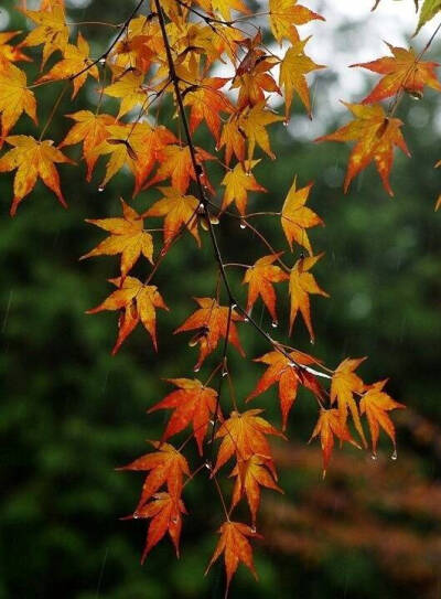 拢一手雨珠，珍藏在心间，岁月染霜，情怀不老……#国史古风#