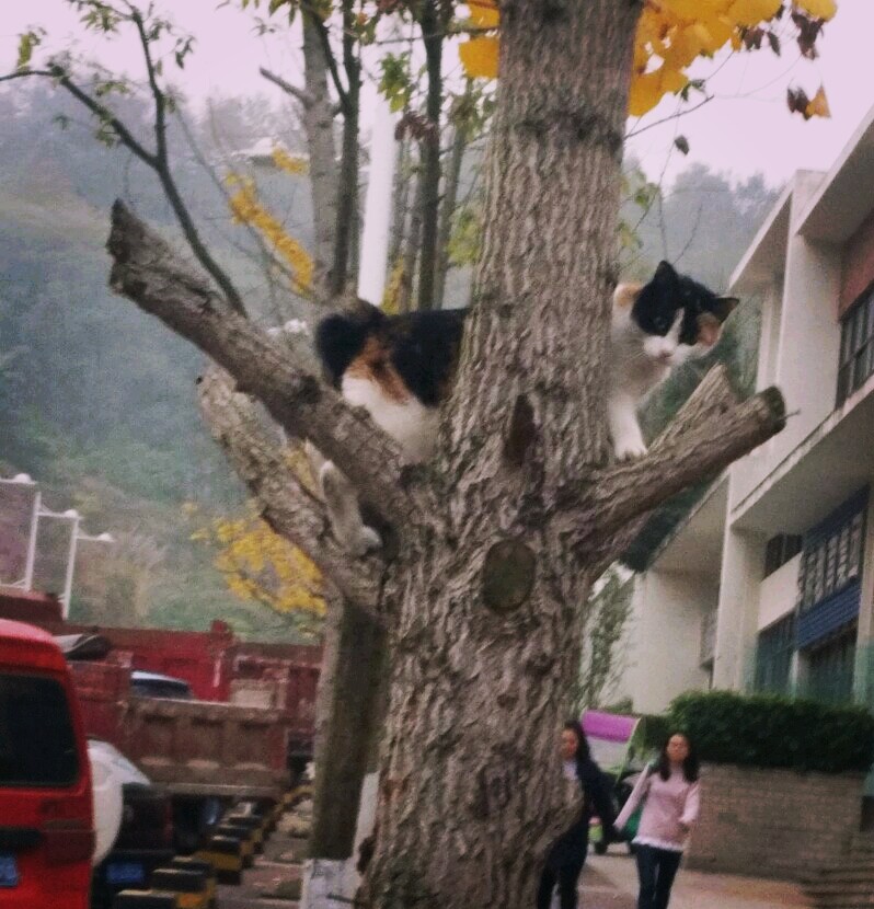 上树猫咪