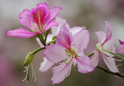 红花羊蹄甲（学名：Bauhinia blakeana Dunn）：常绿乔木，树高6-10米。叶革质，圆形或阔心形，长10-13厘米，宽略超过长，顶端二裂，状如羊蹄，裂片约为全长的1/3，裂片端圆钝。 总状花序或有时分枝而呈圆锥花序状；…