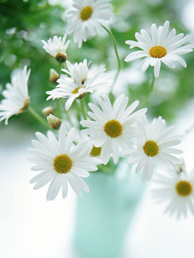 雏菊（学名：Bellis perennis L.），又名马头兰花、延命菊，春菊、太阳菊等。是菊科植物的一种，多年生草本植物。高10厘米左右。
雏菊原产于欧洲。原种被视为丛生的杂草，开花期在春季。雏菊在能够渡夏的寒冷地区可…