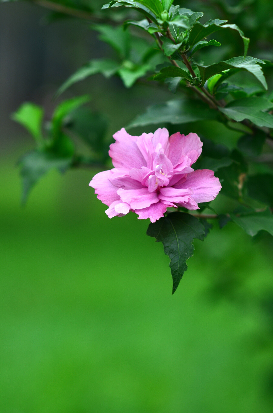 木槿色是什么颜色(木槿花什么颜色最好)