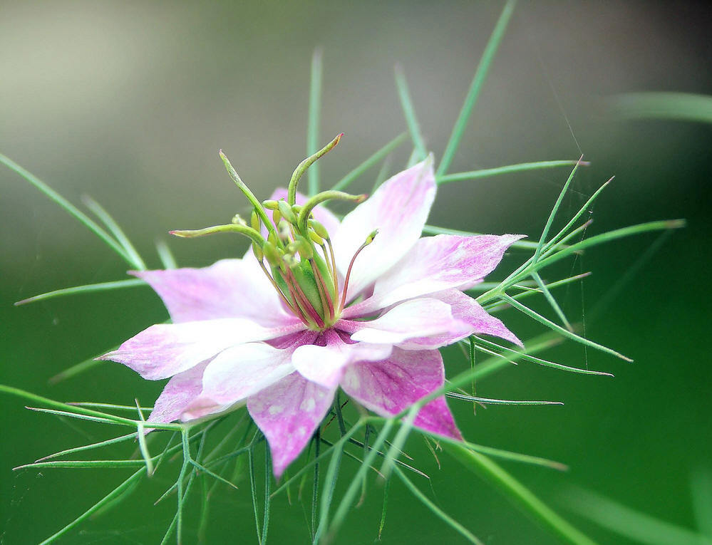 黑种草(Love-in-a-mist)在英语里面也叫做Devil-in-the-bush，是一种一年生植物，原产于地中海地区。黑种草可以长到1到2英尺(30到60厘米)高，长着带花边的鲜绿色叶子，开白色或者蓝色的花，花朵被线状的叶子包围着，这种线状的叶子叫做苞叶(bracts)。黑种草的果实是球状的蒴果。