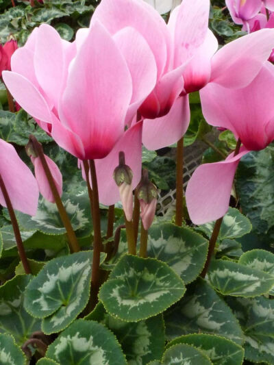 仙客来（Cyclamen persicum Mill.），别名萝卜海棠、兔耳花、兔子花、一品冠、篝火花、翻瓣莲，是报春花科、仙客来属多年生草本植物，叶片由块茎顶部生出，心形、卵形或肾形，叶片有细锯齿，叶面绿色，具有白色或灰…