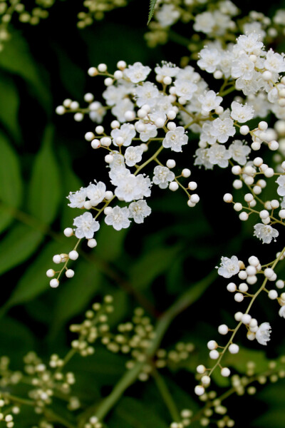 珍珠梅（学名：Sorbaria sorbifolia （L.）A. Br）灌木，高达2米，枝条开展；小枝圆柱形，稍屈曲，无毛或微被短柔毛，初时绿色，老时暗红褐色或暗黄褐色；冬芽卵形，先端圆钝，无毛或顶端微被柔毛，紫褐色，具有数枚…