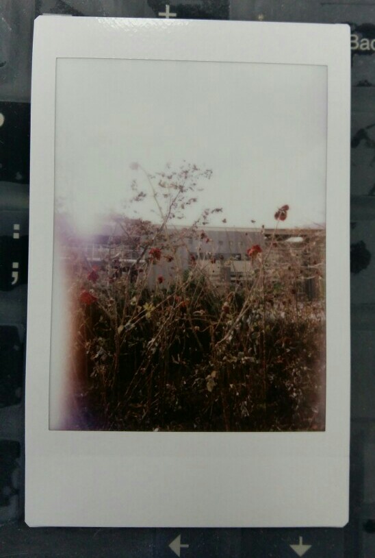 2016.12.10 大连
开至荼蘼
instax mini 8
真的尽力啊，不知道是今天的阳光太强了，还是这次的相纸有问题，抑或是阿拍真的残废了，不过我一直觉得自己拍的东西挺渣的，没想到会上首页，还有这么多人收藏，你萌知不知道我昨天有多开心，在卫生间的时候就差点叫出声了，以至于我上机测试的时候，好像打了鸡血，一直说今天的题好水呀，其实他们不知道，我就是故意的