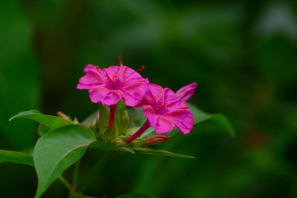 紫茉莉（学名：Mirabilis jalapa L.）：草本，高可达1米。根肥粗，倒圆锥形，黑色或黑褐色。茎直立，圆柱形，多分枝，无毛或疏生细柔毛，节稍膨大。叶片卵形或卵状三角形，全缘，两面均无毛，脉隆起。花常数朵簇生枝端，总苞钟形，长约1厘米，5裂，裂片三角状卵形；花被紫红色、黄色、白色或杂色，高脚碟状，筒部长2-6厘米，檐部直径2.5-3厘米，5浅裂；花午后开放，有香气，次日午前凋萎。花期6-10月。