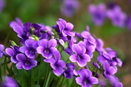 紫花地丁（学名：Viola philippica），别名野堇菜、光瓣堇菜等。多年生草本，属侧膜胎座目，堇菜科多年生草本，无地上茎，高4~14cm，叶片下部呈三角状卵形或狭卵形，上部者较长，呈长圆形、狭卵状披针形或长圆状卵形，花中等大，紫堇色或淡紫色，稀呈白色，喉部色较淡并带有紫色条纹；蒴果长圆形，长5~12mm，种子卵球形，长1.8mm，淡黄色。花果期4月中下旬至9月。