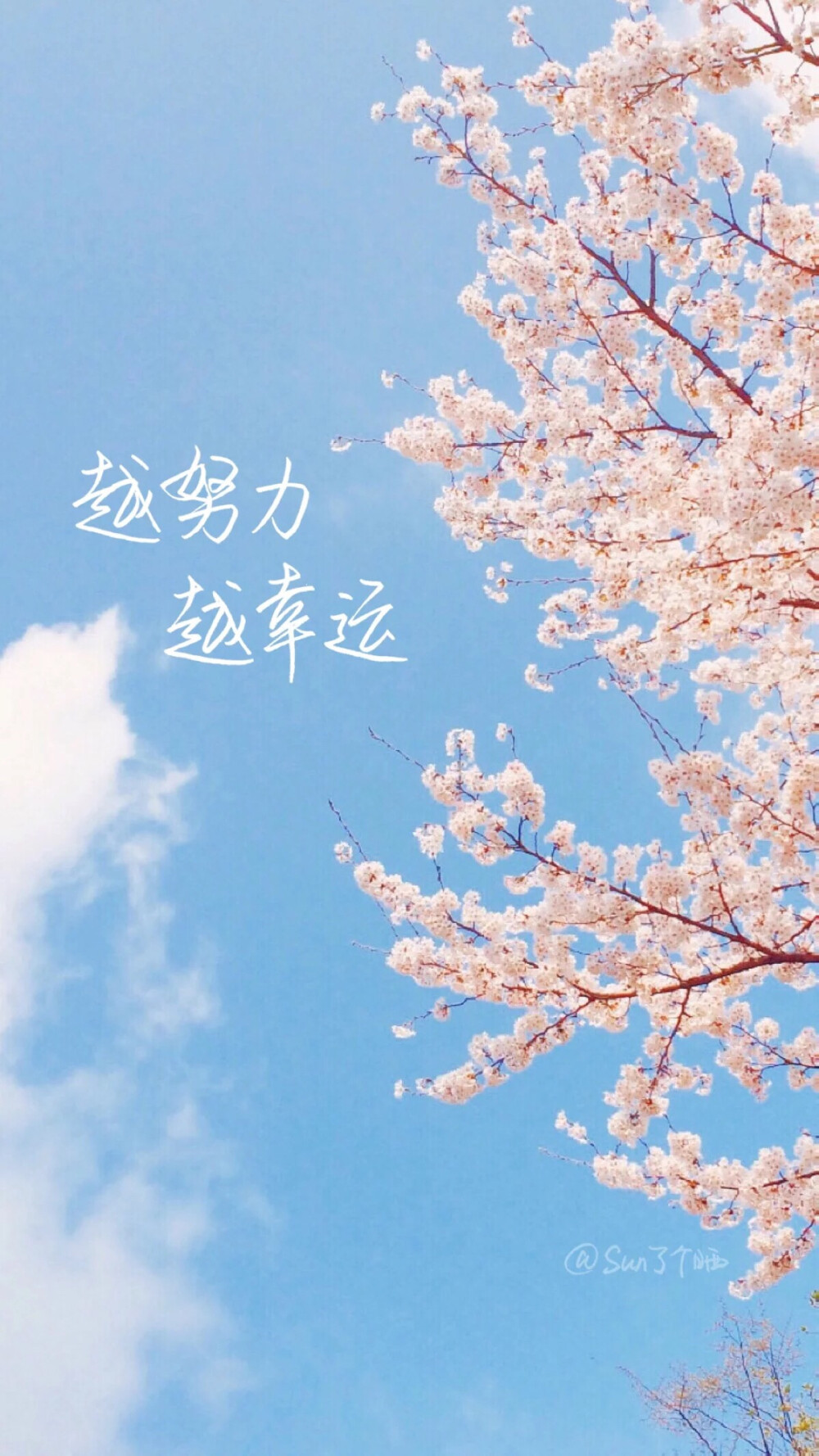 文字 壁纸|越努力，才会越幸运。樱花 天空 